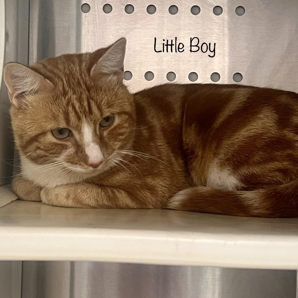 Enlarge Little Boy, a Adoptable mixed breed in Phoenix, AZ image 4/4