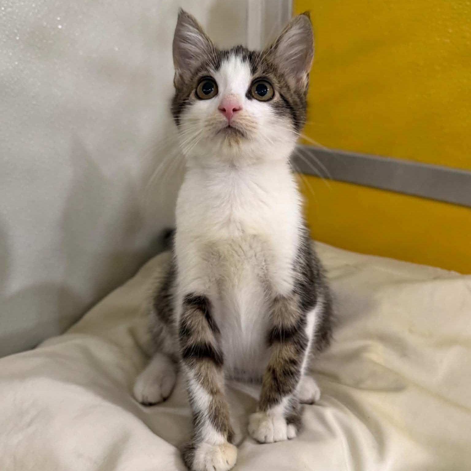 Orzo, Adopted, Kitten Male Domestic Short Hair & Tabby.