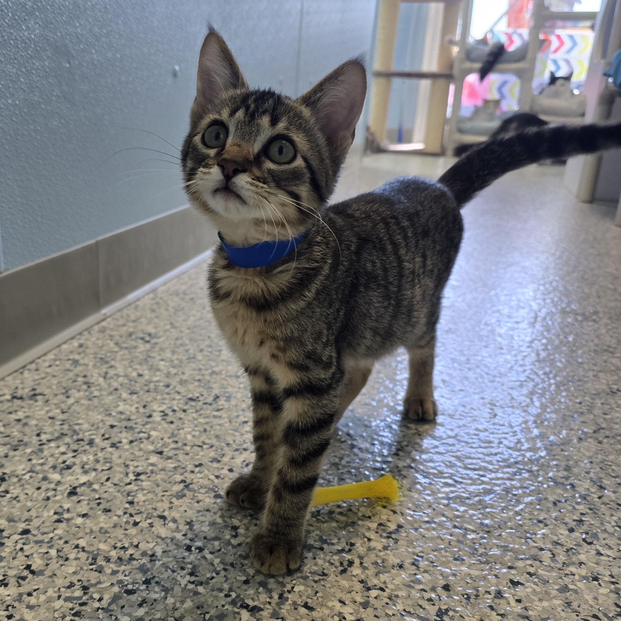 Enlarge Andy, a Adoptable Domestic Short Hair in Farmington, MO image 1/1