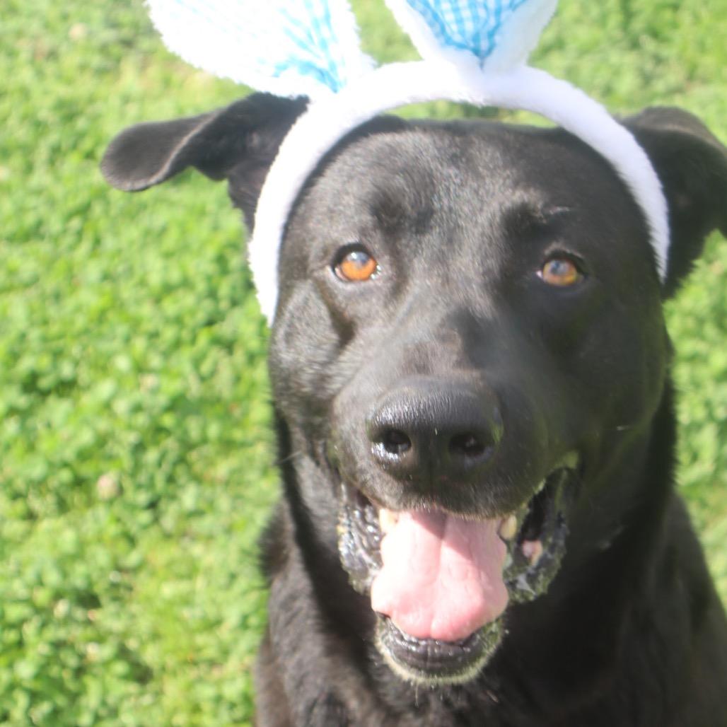 Valor *AVAILABLE IN FOSTER*, Adoptable, Adult Male Mixed Breed.