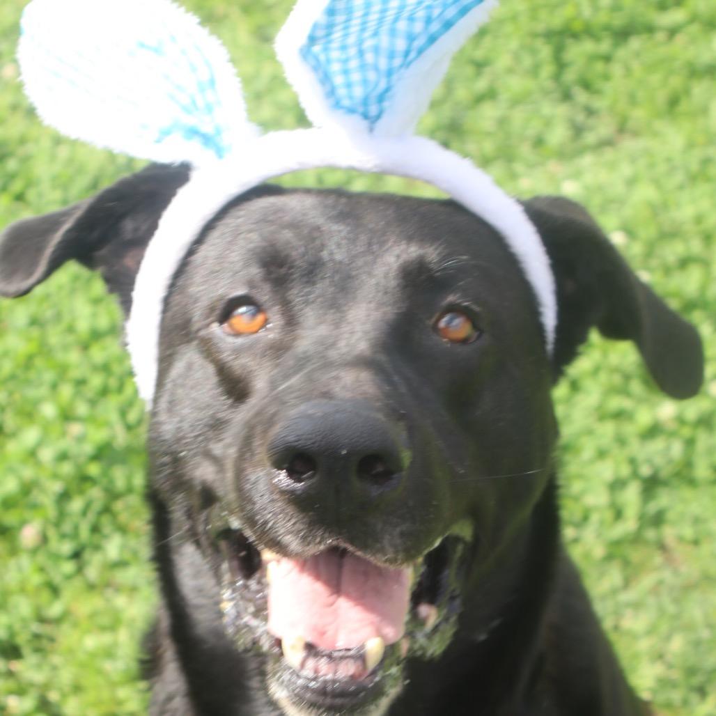 Enlarge Valor *AVAILABLE IN FOSTER*, a Adoptable Mixed Breed in Columbiana, AL image 2/6