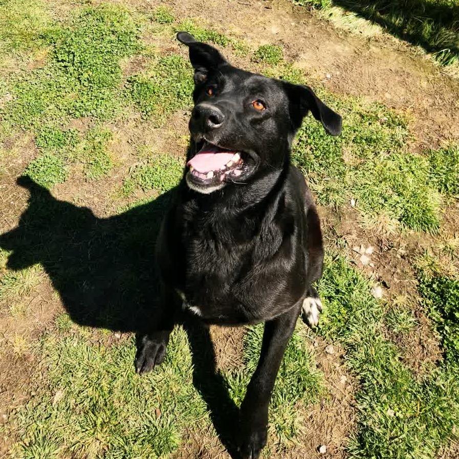 Enlarge Valor *AVAILABLE IN FOSTER*, a Adoptable Mixed Breed in Columbiana, AL image 3/6