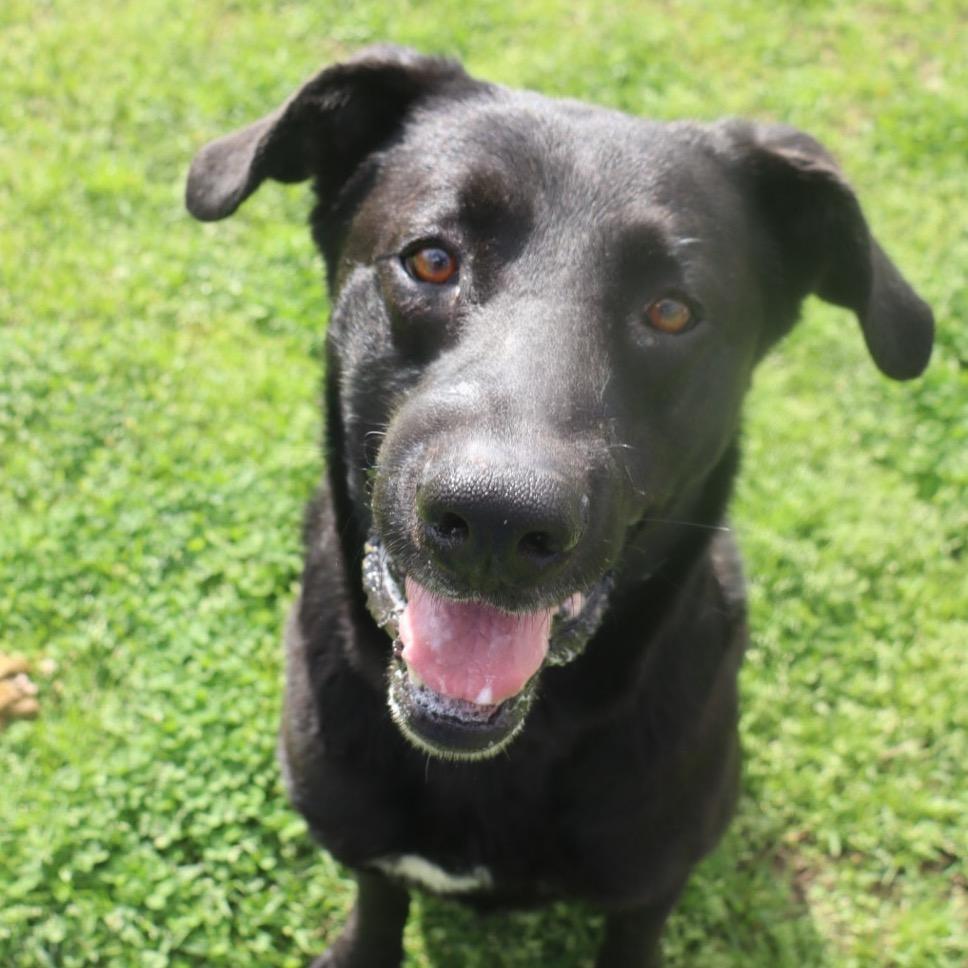 Enlarge Valor *AVAILABLE IN FOSTER*, a Adoptable Mixed Breed in Columbiana, AL image 4/6