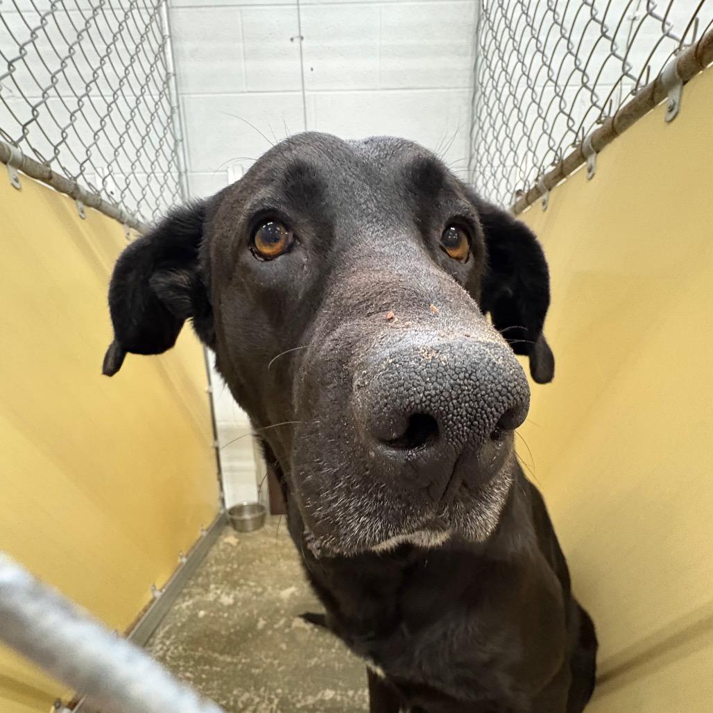 Enlarge Valor *AVAILABLE IN FOSTER*, a Adoptable Mixed Breed in Columbiana, AL image 5/6