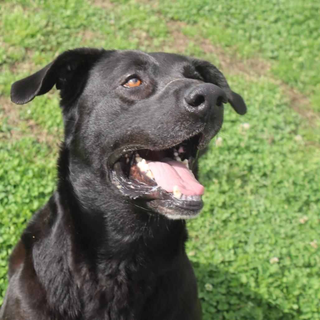 Enlarge Valor *AVAILABLE IN FOSTER*, a Adoptable Mixed Breed in Columbiana, AL image 6/6