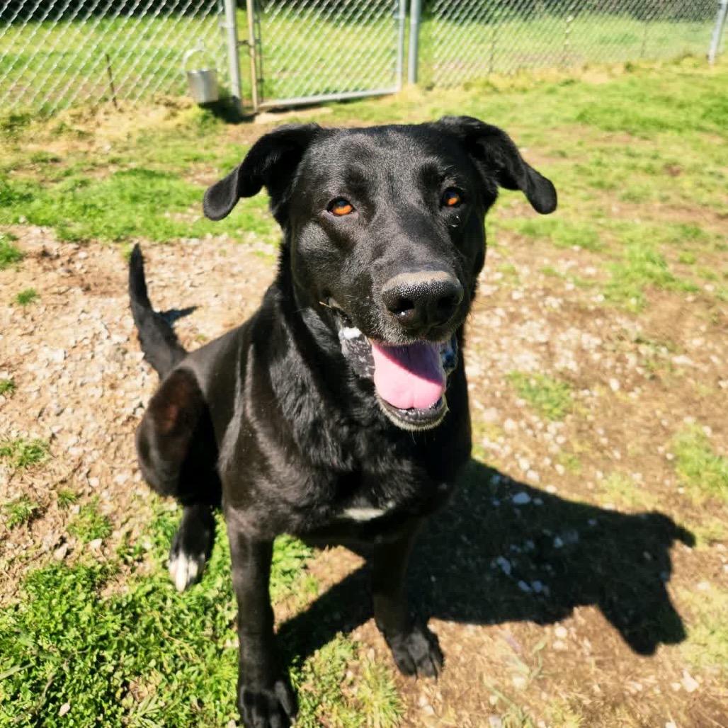 Valor *AVAILABLE IN FOSTER*, a Adoptable Mixed Breed in Columbiana, AL image 6/6