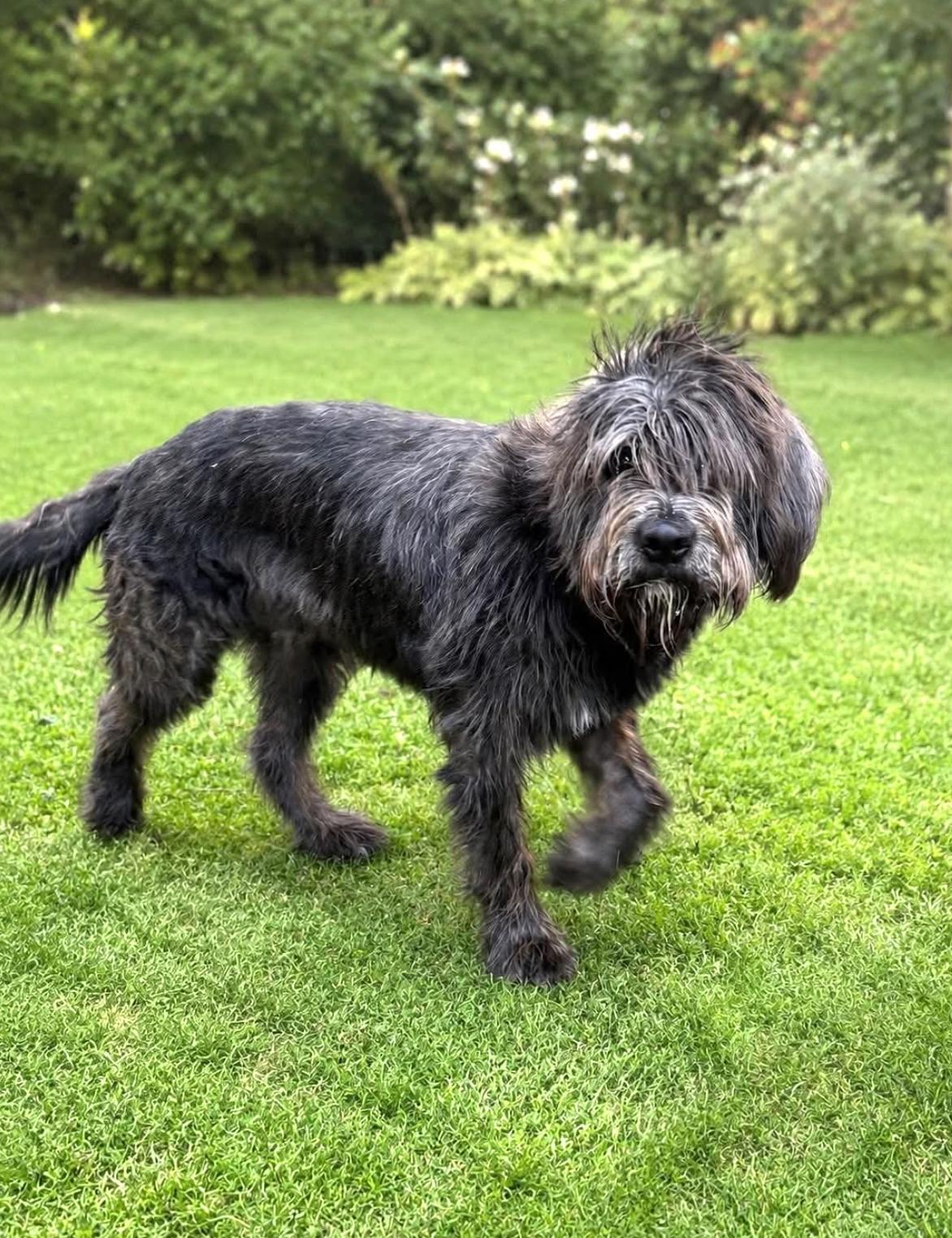 Enlarge Newton, an adopted mixed breed in Rochester, MN image 4/5
