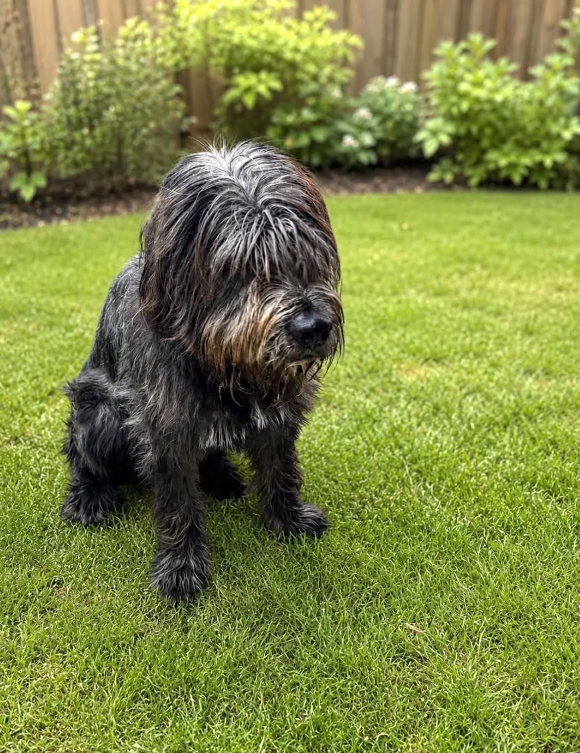 Enlarge Newton, an adopted mixed breed in Rochester, MN image 5/5
