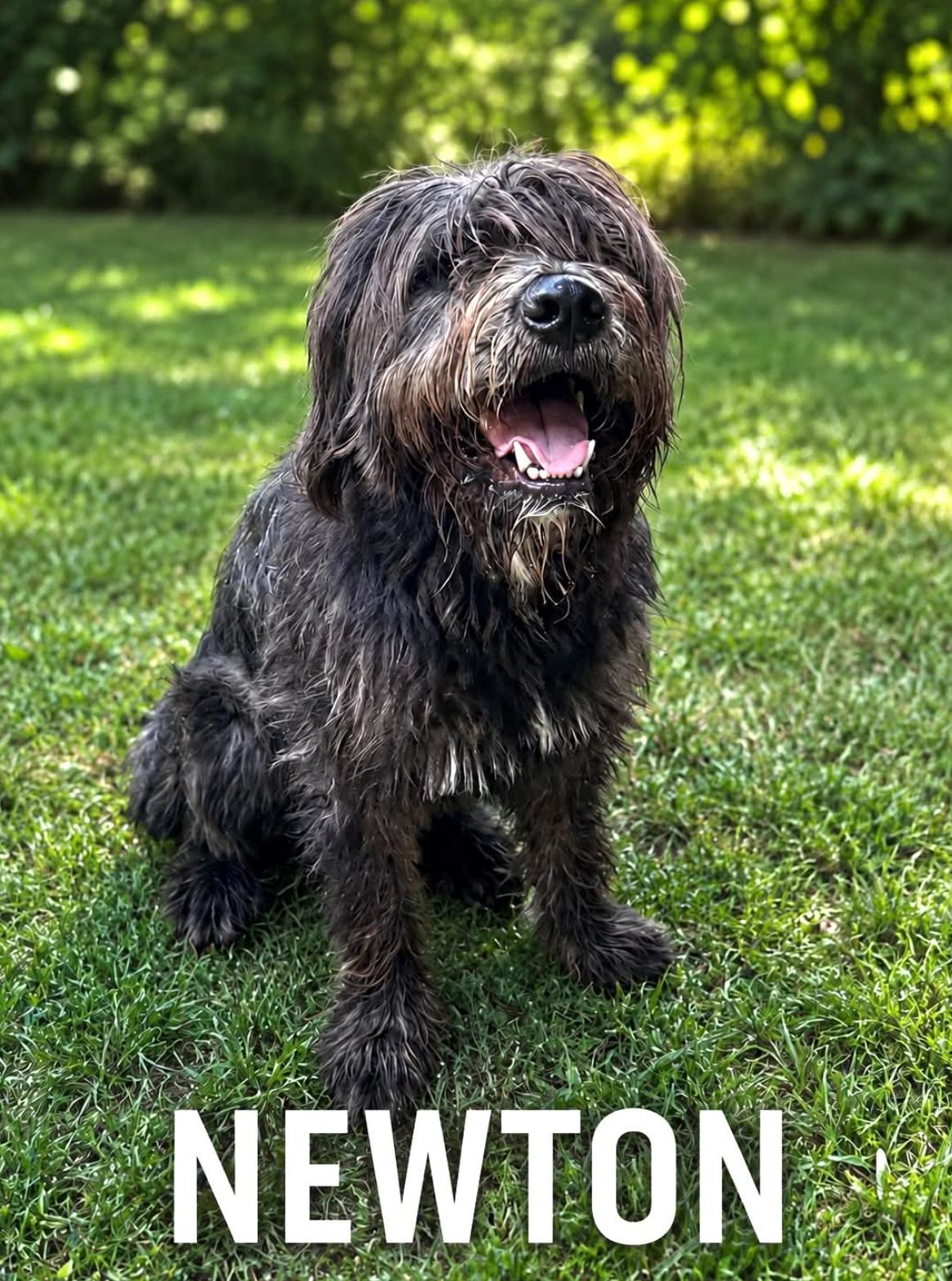 Newton, adopted, Young Male Schnauzer.