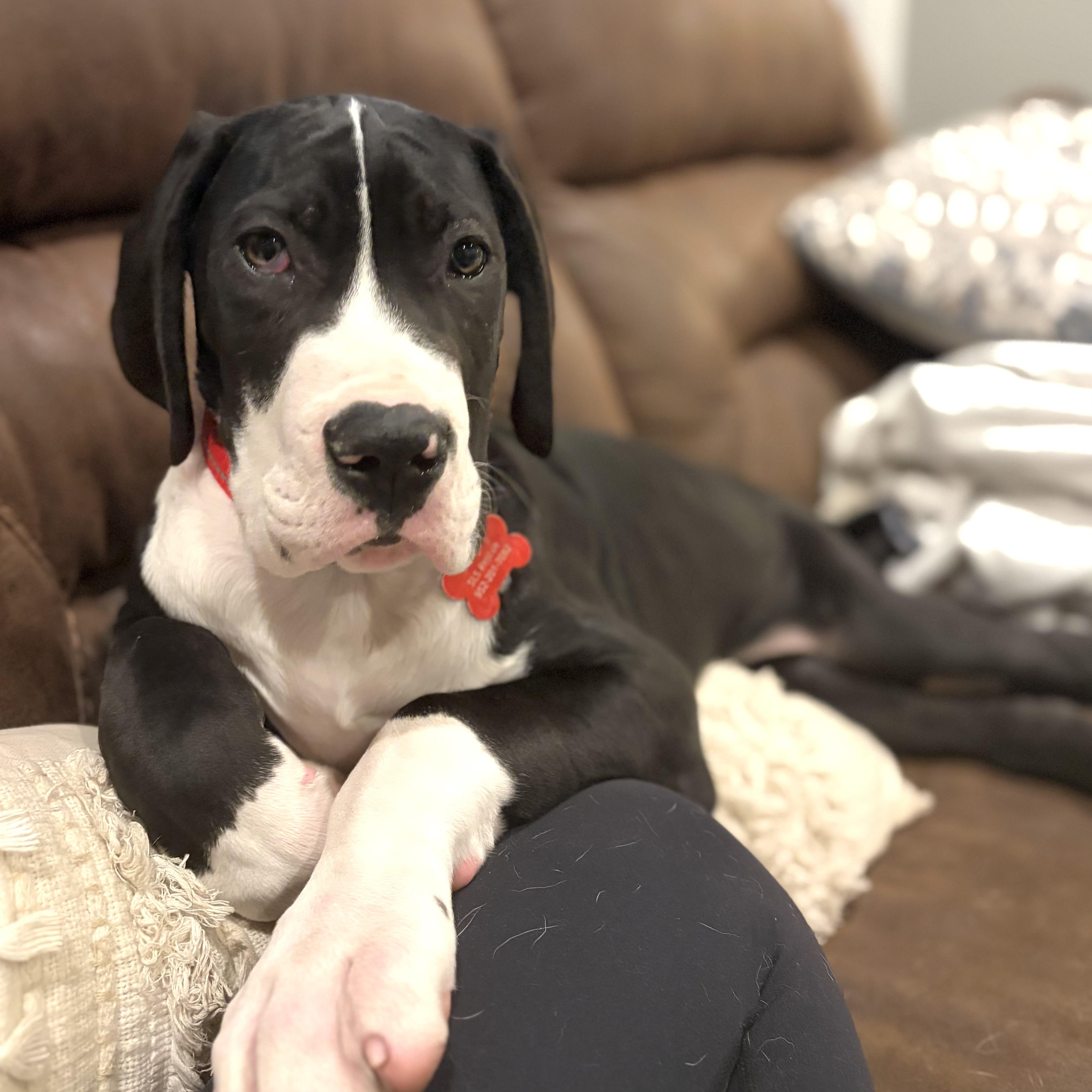 Enlarge Harvey, an adopted Great Dane in Prior Lake, MN image 1/6