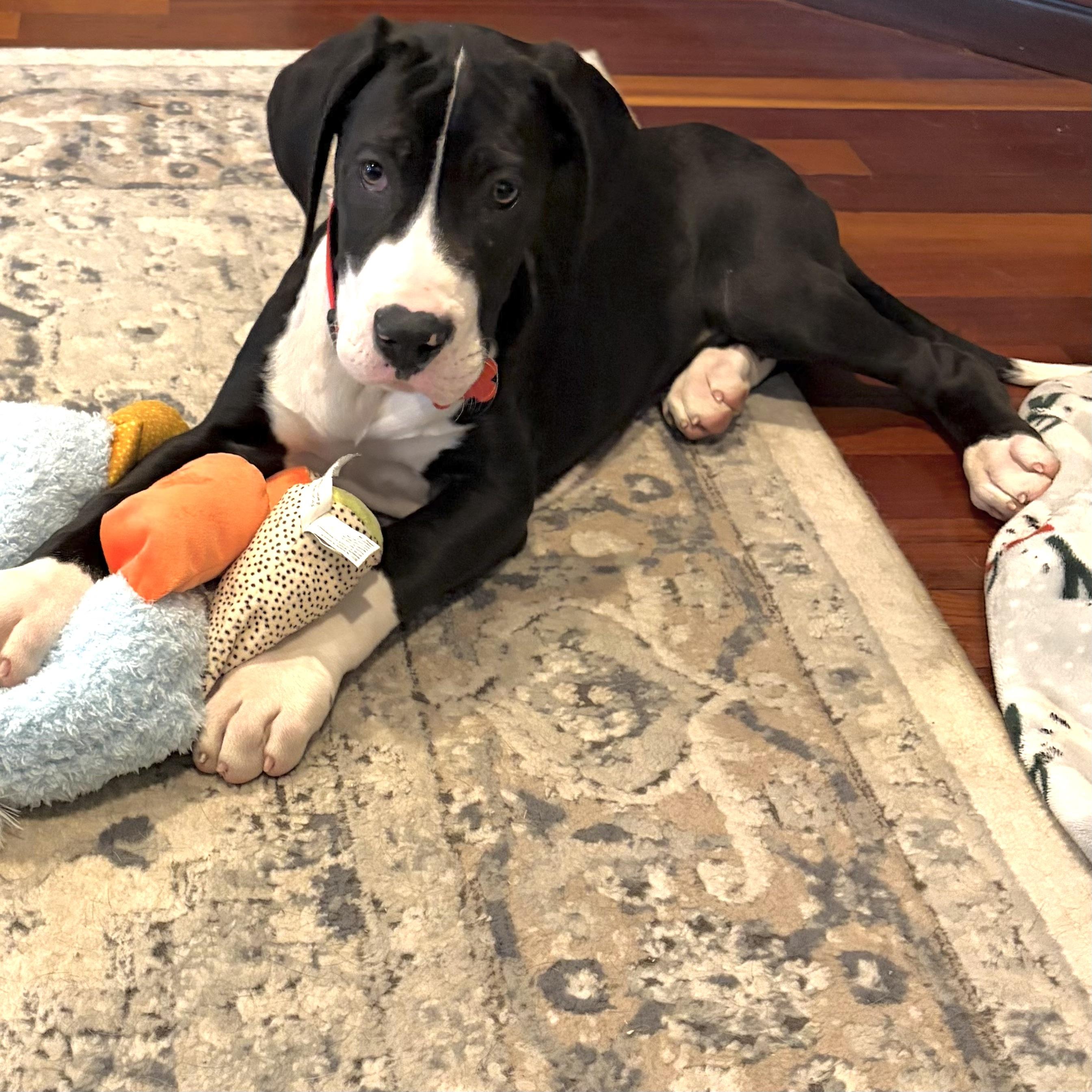 Enlarge Harvey, an adopted Great Dane in Prior Lake, MN image 2/6