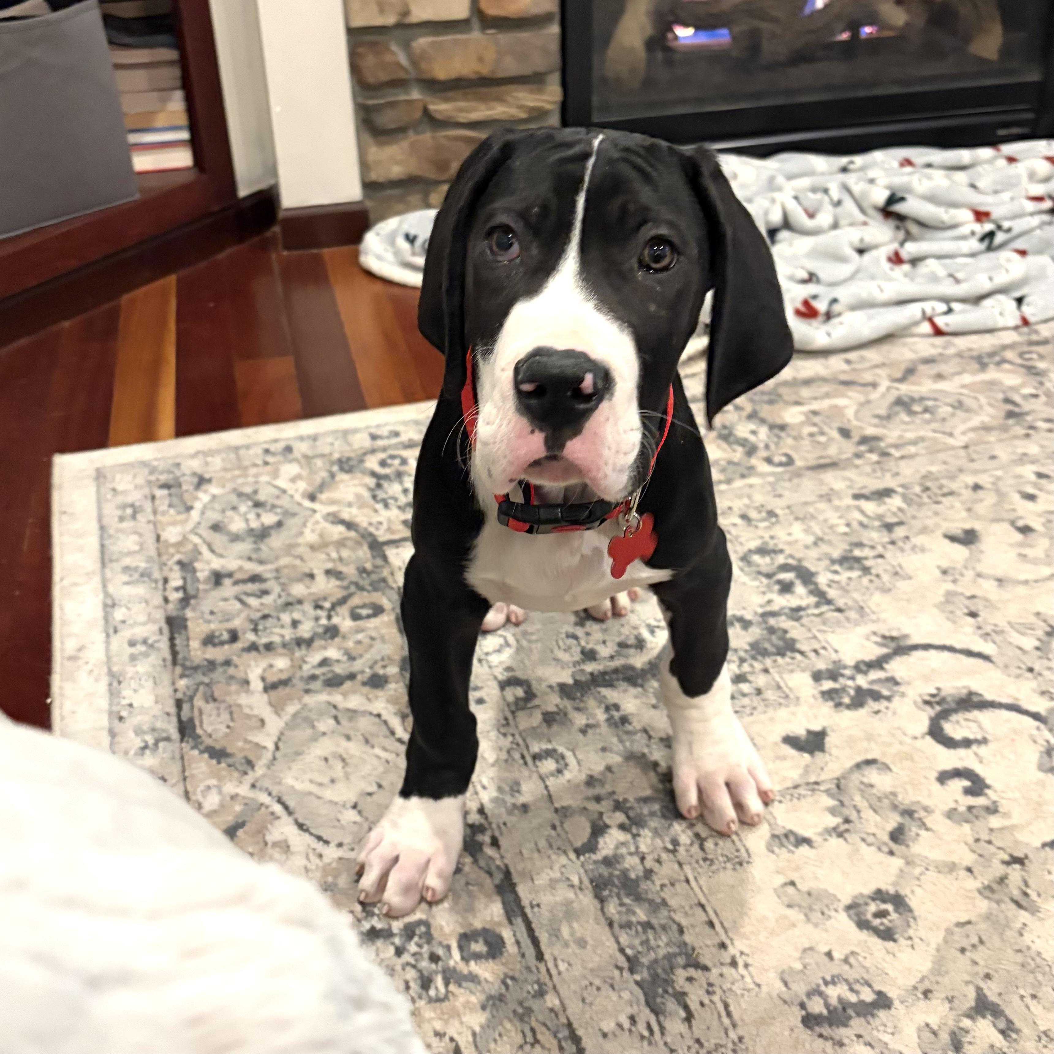 Enlarge Harvey, an adopted Great Dane in Prior Lake, MN image 3/6