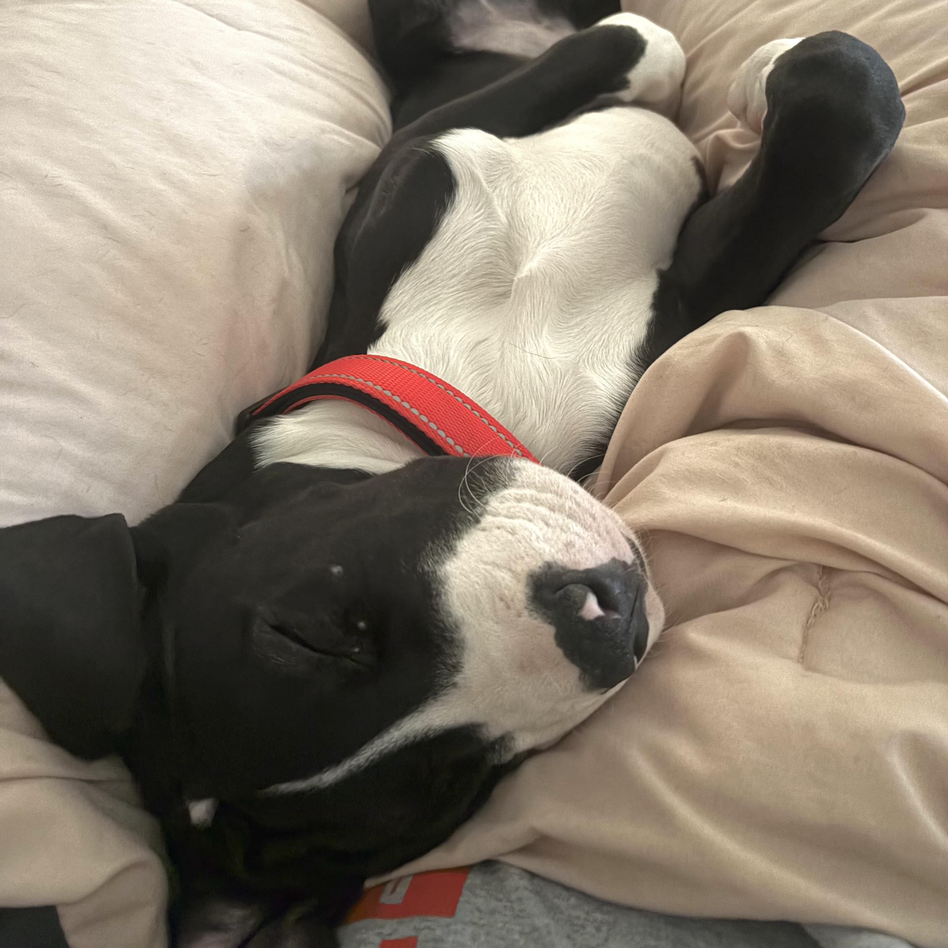 Enlarge Harvey, an adopted Great Dane in Prior Lake, MN image 4/6