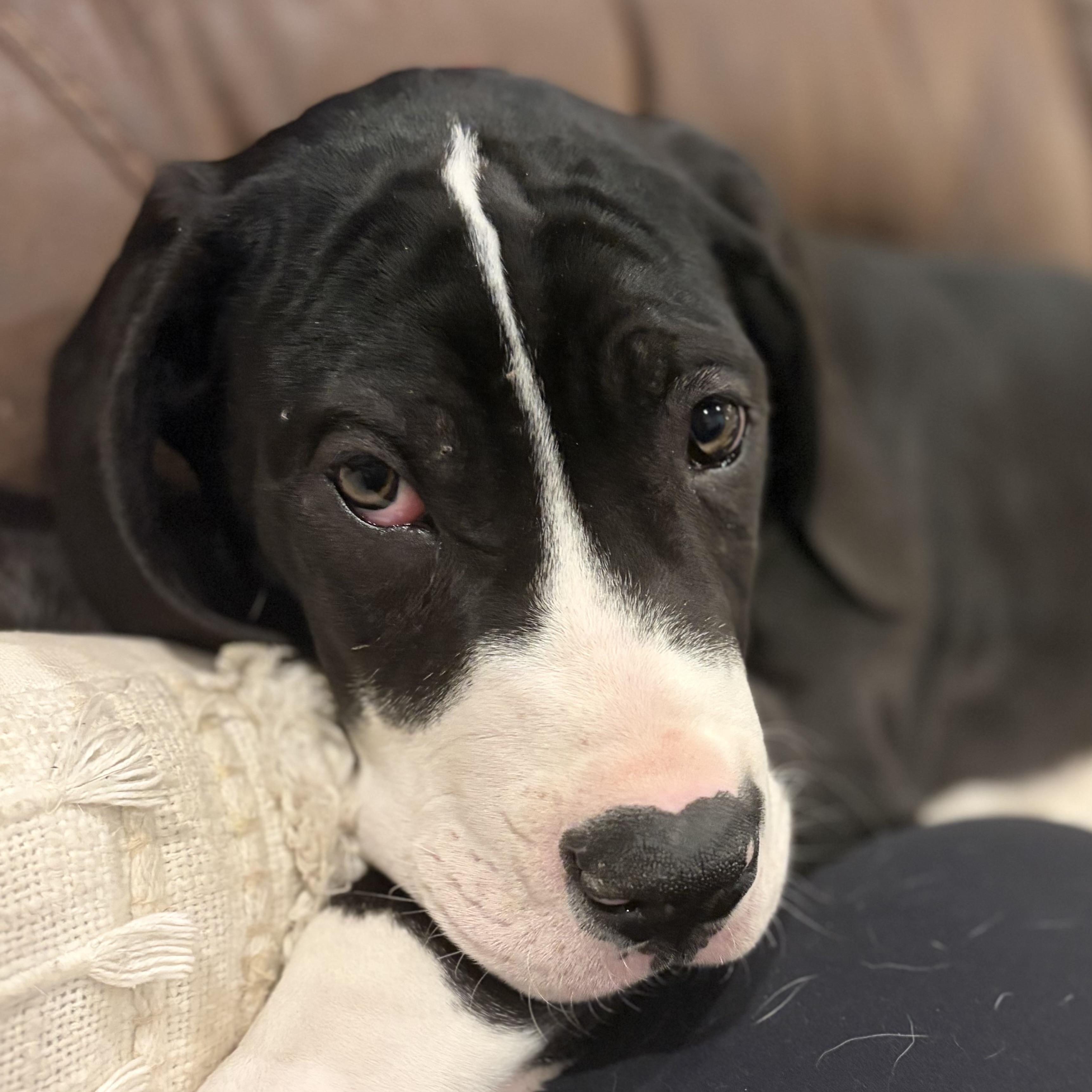 Enlarge Harvey, an adopted Great Dane in Prior Lake, MN image 6/6