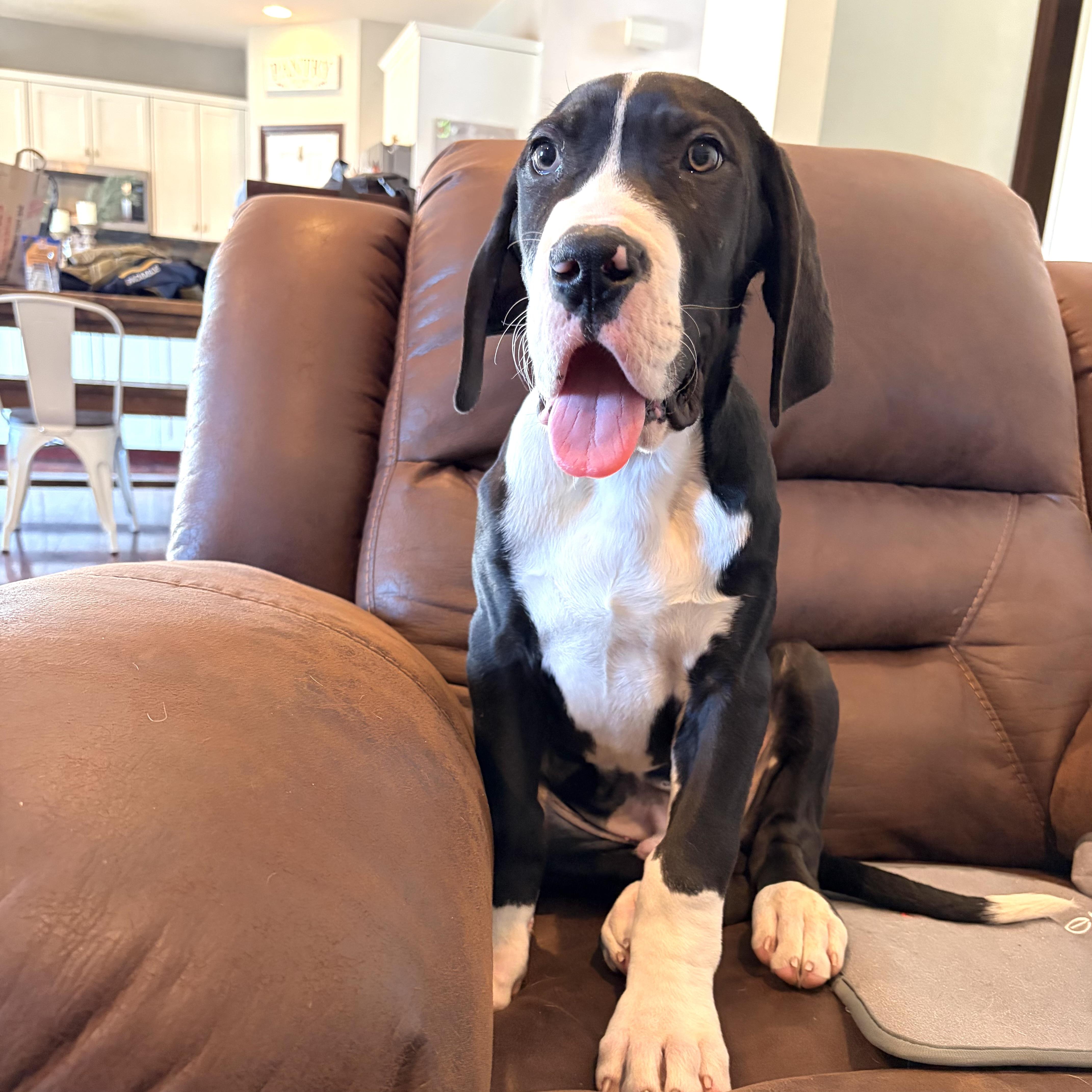 Enlarge Harvey, an adopted Great Dane in Prior Lake, MN image 5/6