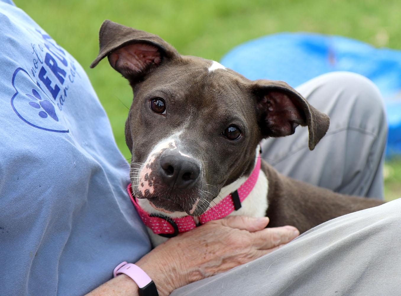 Enlarge Shania (AO37054), a Adoptable mixed breed in Kansas City, KS image 5/6
