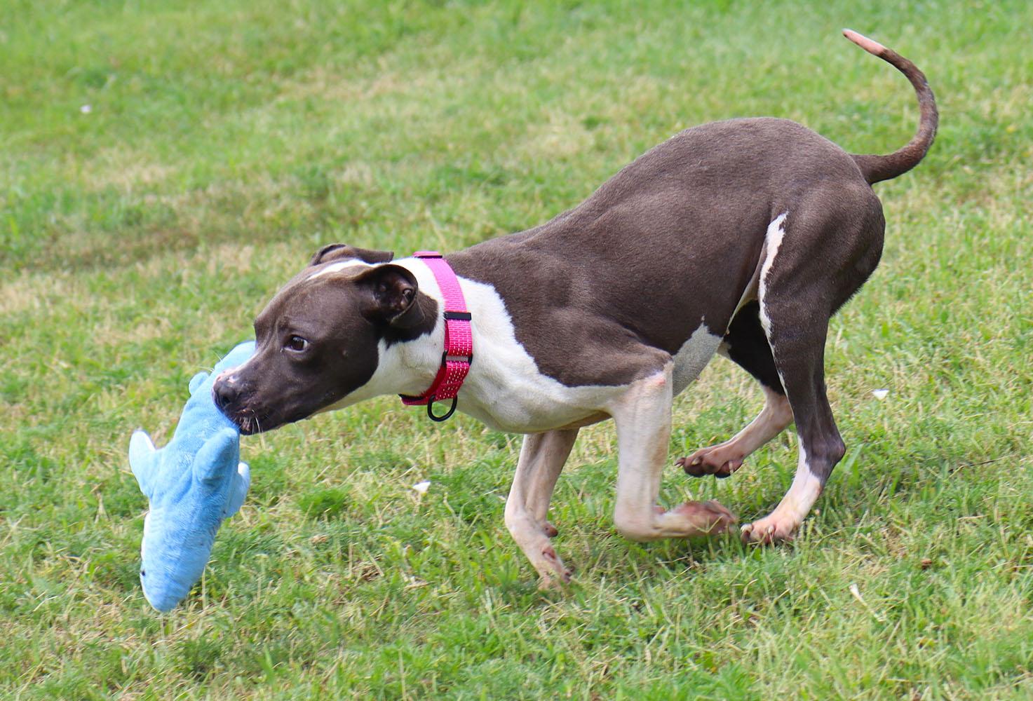 Enlarge Shania (AO37054), a Adoptable mixed breed in Kansas City, KS image 3/6
