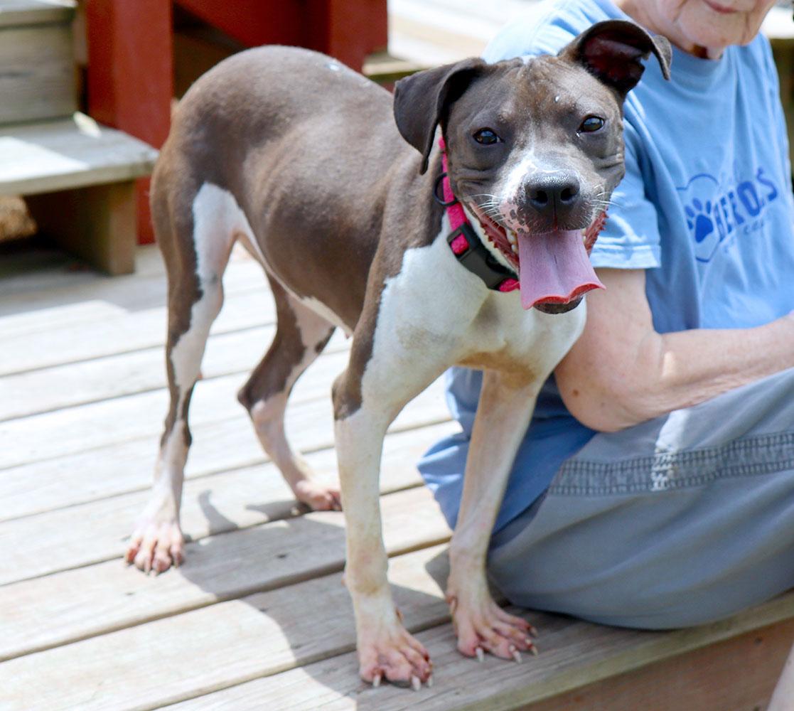 Enlarge Shania (AO37054), a Adoptable mixed breed in Kansas City, KS image 4/6