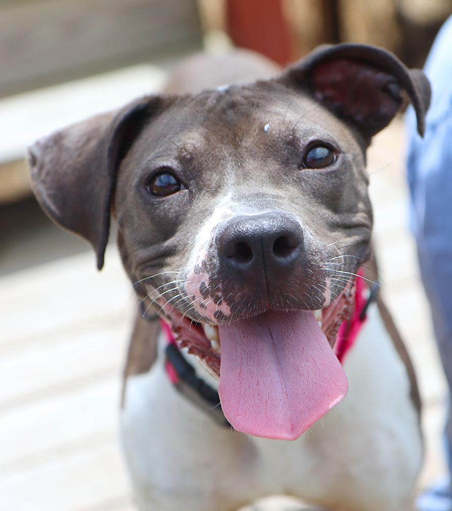 Shania (AO37054), Adoptable, Young Female Pit Bull Terrier.