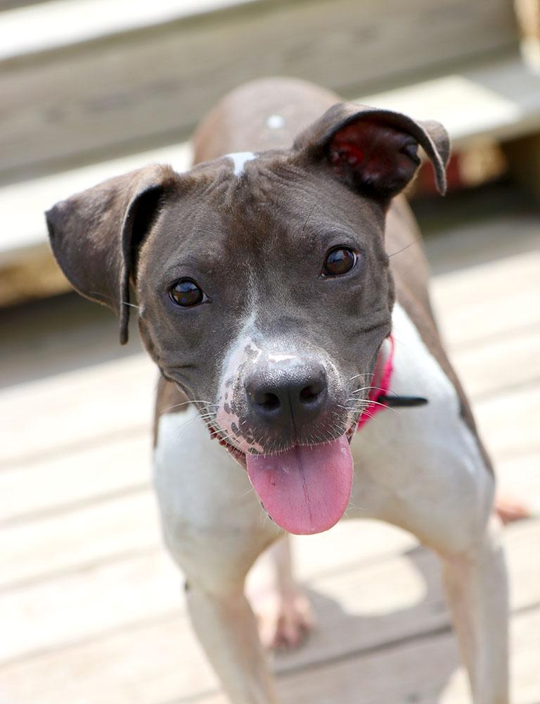 Enlarge Shania (AO37054), a Adoptable mixed breed in Kansas City, KS image 6/6