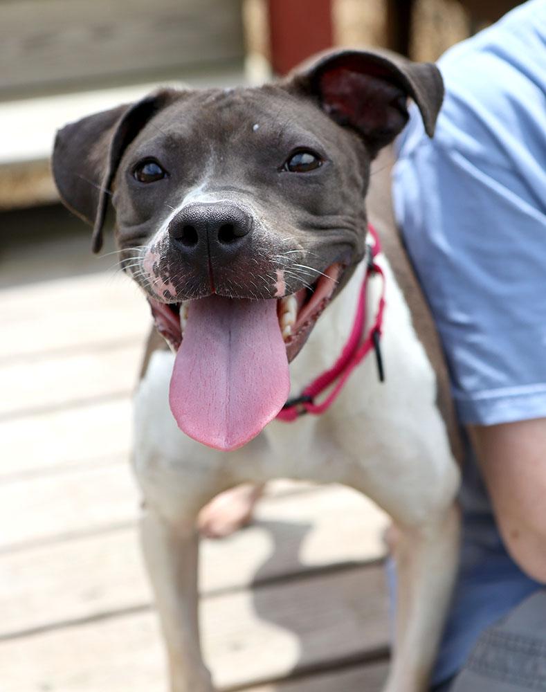 Enlarge Shania (AO37054), a Adoptable mixed breed in Kansas City, KS image 2/6