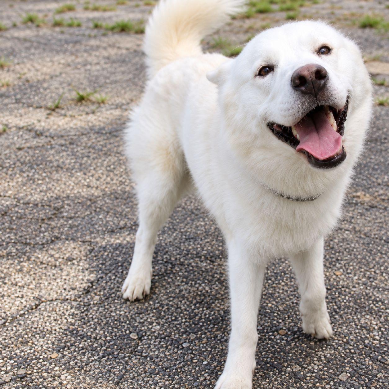 Enlarge Zeke, a Adoptable mixed breed in Plain City, OH image 1/6