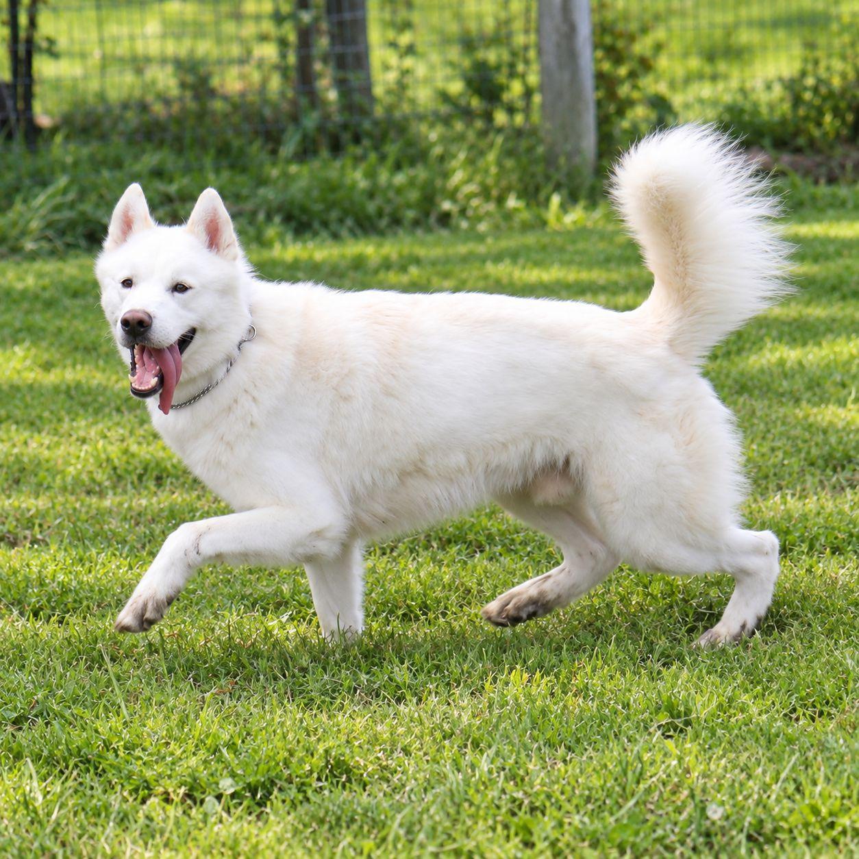 Enlarge Zeke, a Adoptable mixed breed in Plain City, OH image 2/6