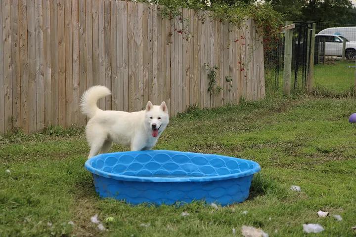 Enlarge Zeke, a Adoptable mixed breed in Plain City, OH image 3/6