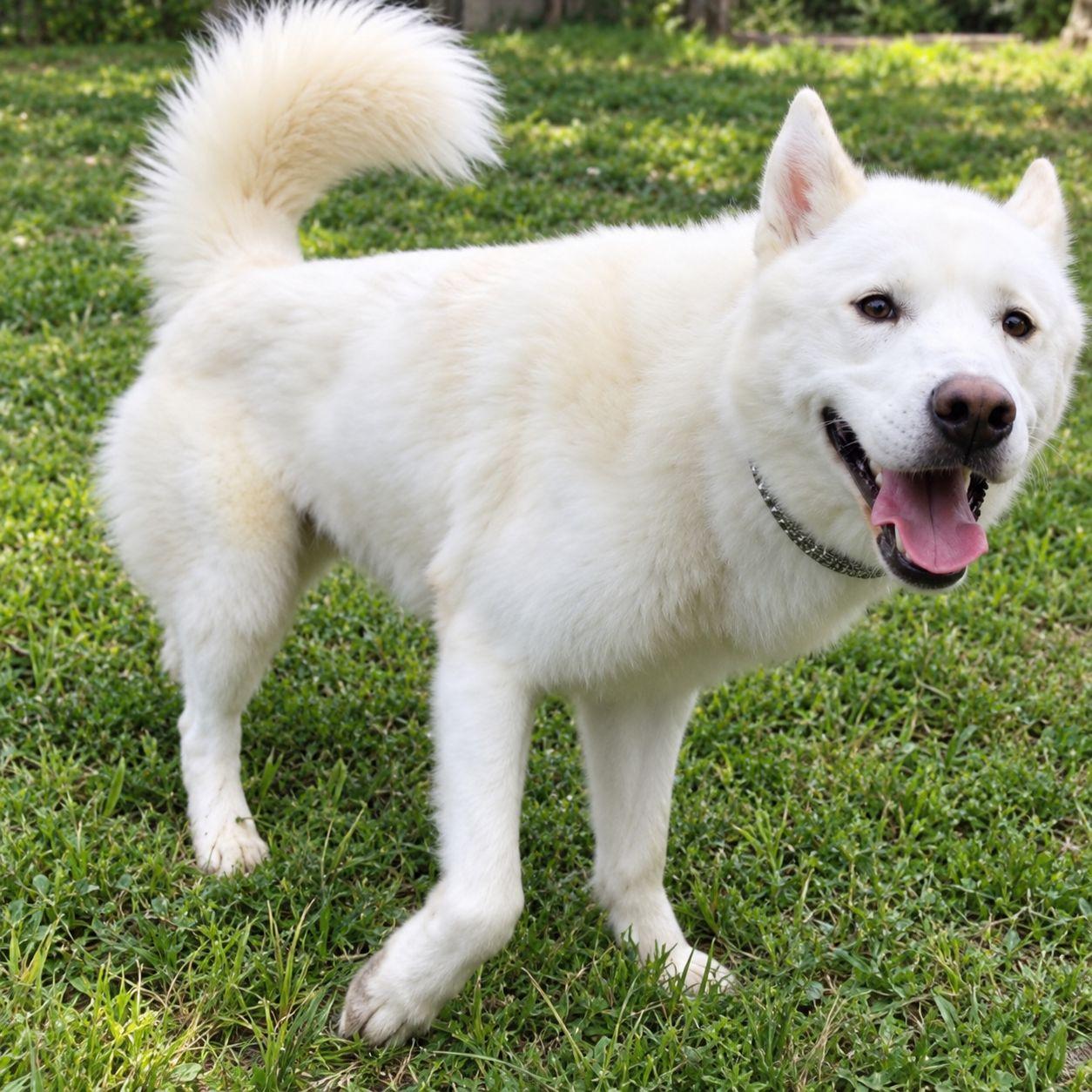 Enlarge Zeke, a Adoptable mixed breed in Plain City, OH image 4/6