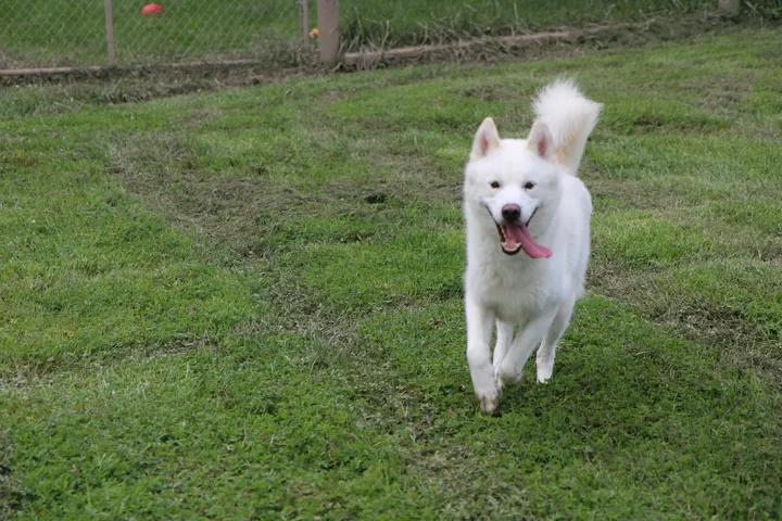 Enlarge Zeke, a Adoptable mixed breed in Plain City, OH image 6/6