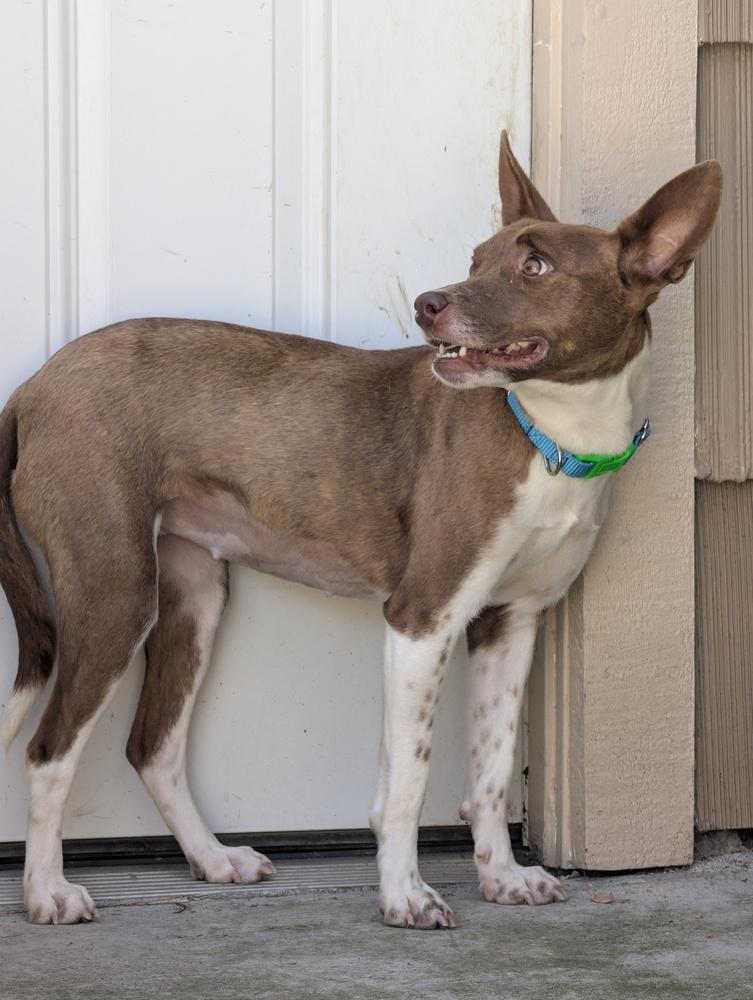 Perry, Adoptable, Adult Female Basenji.