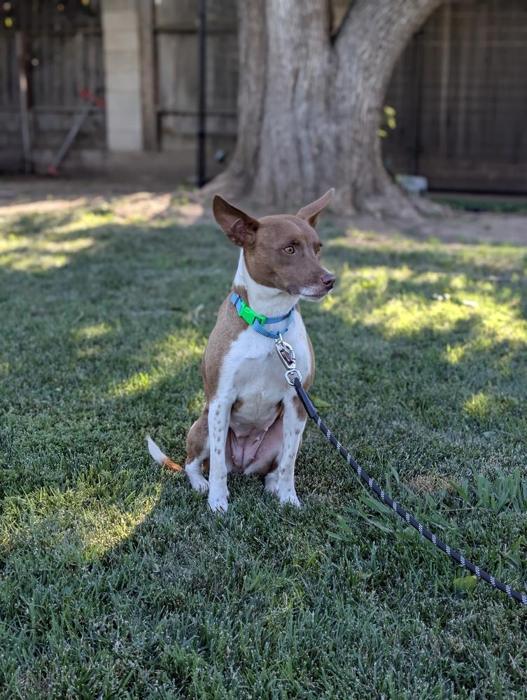 Perry, a Adoptable mixed breed in Roseville, CA image 2/6