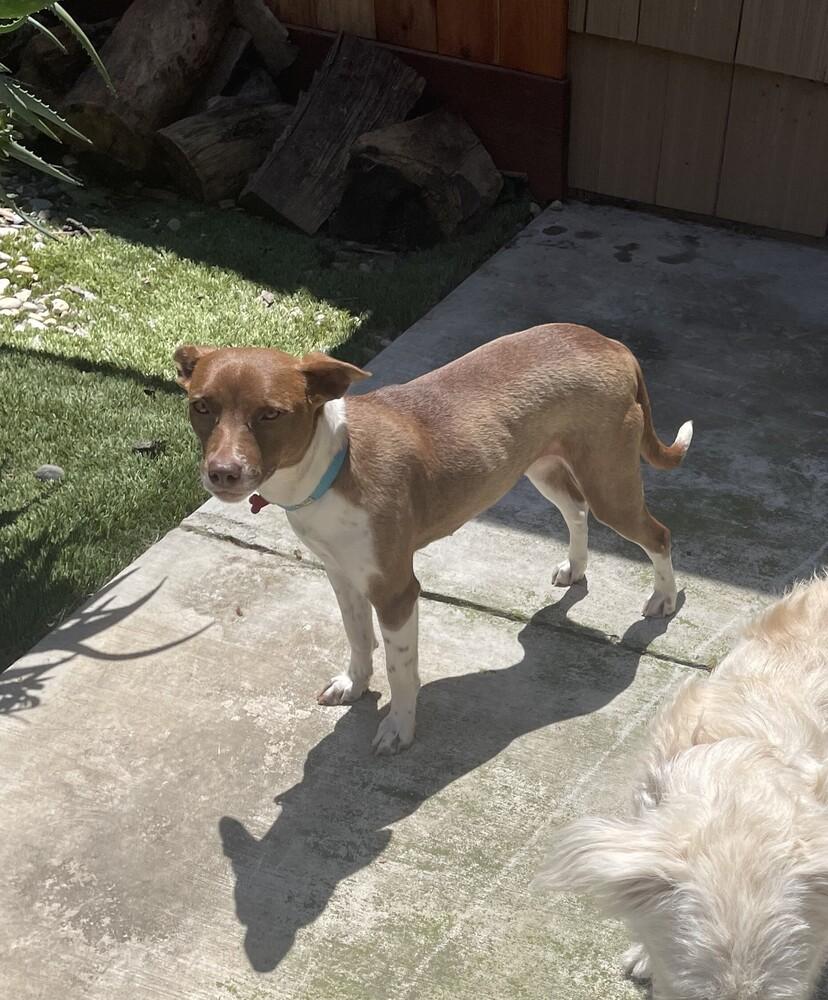 Perry, a Adoptable mixed breed in Roseville, CA image 3/6