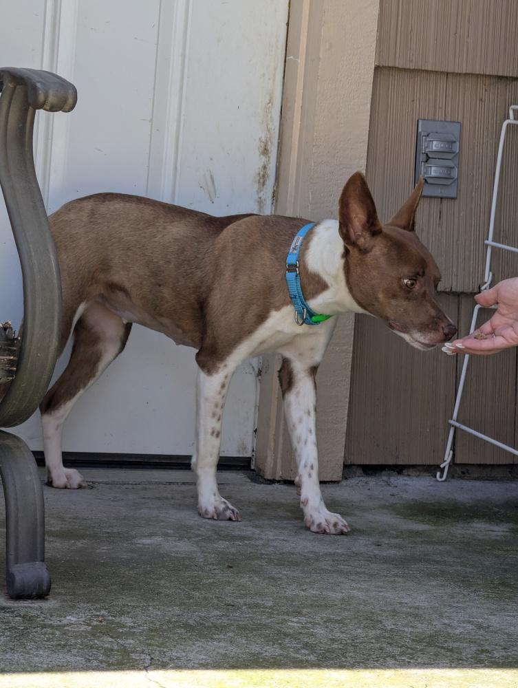Perry, a Adoptable mixed breed in Roseville, CA image 4/6