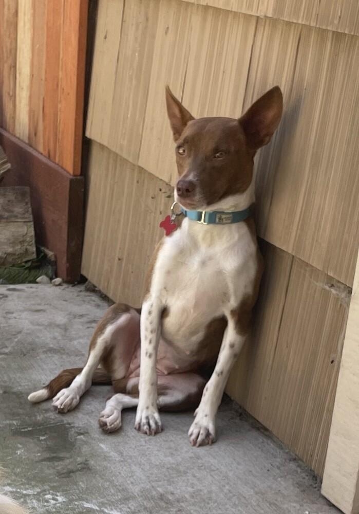 Perry, a Adoptable mixed breed in Roseville, CA image 5/6