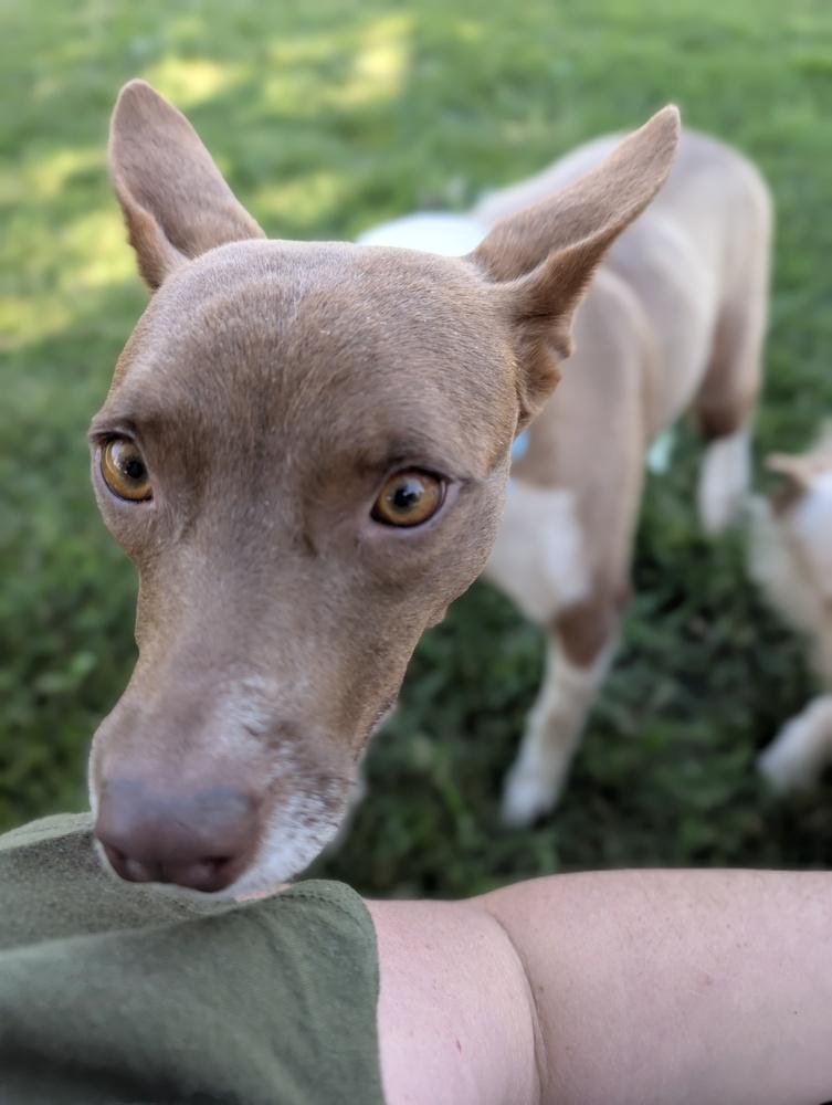 Perry, a Adoptable mixed breed in Roseville, CA image 6/6