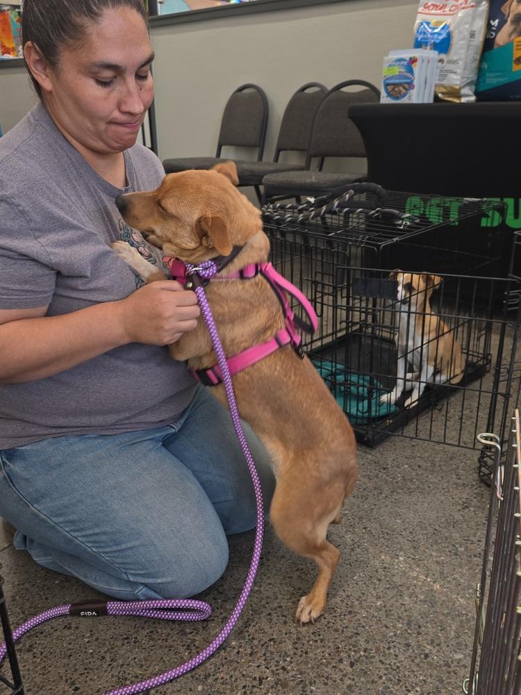 Enlarge Coco, a Adoptable Corgi in Albuquerque, NM image 1/3