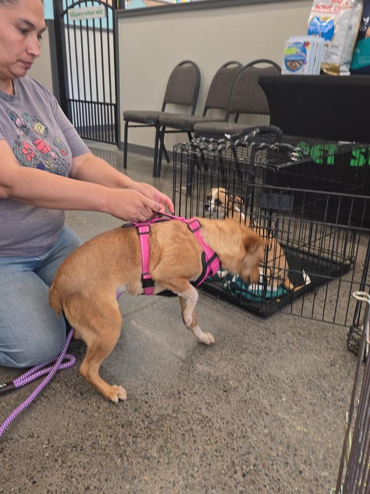Enlarge Coco, a Adoptable Corgi in Albuquerque, NM image 2/3