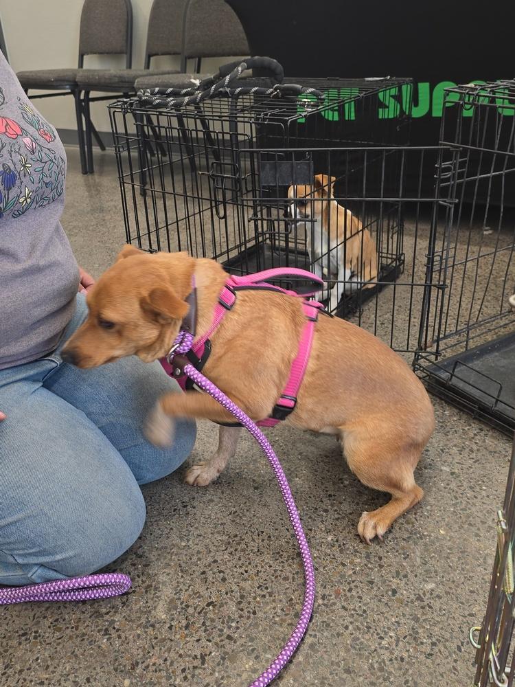 Enlarge Coco, a Adoptable Corgi in Albuquerque, NM image 3/3