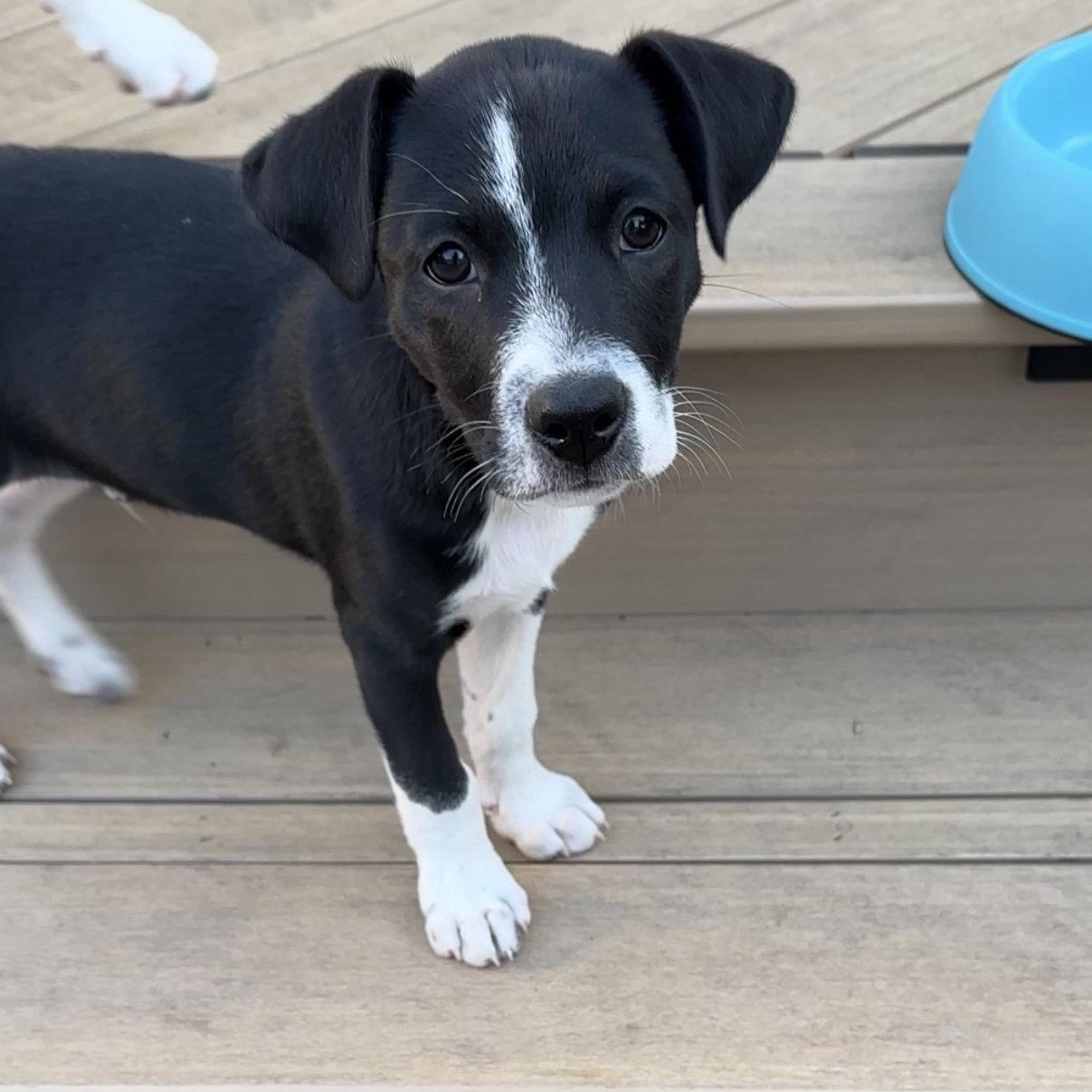 Pee Wee, Adoptable, Young Male Terrier.
