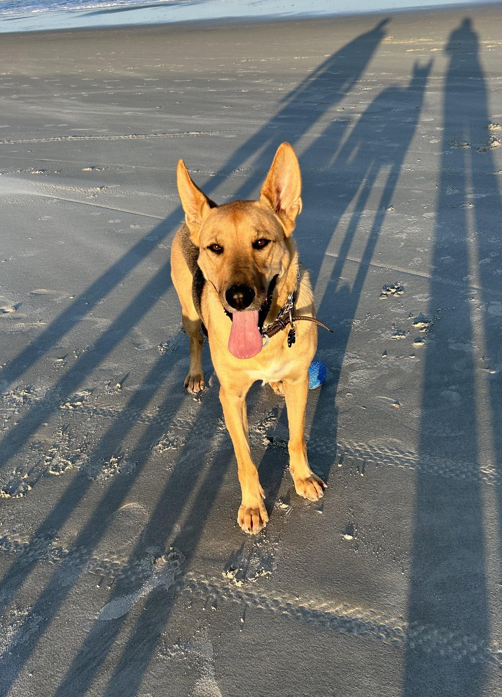 Dusty, Adoptable, Young Male German Shepherd Dog.
