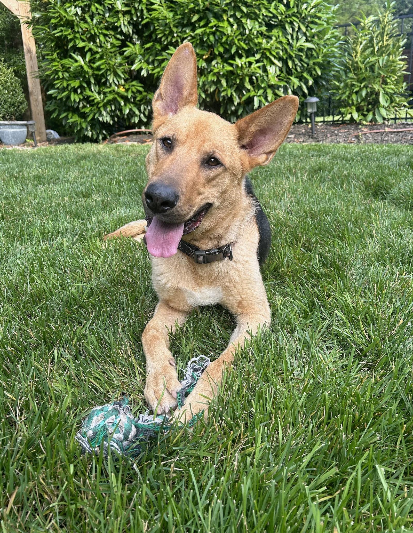 Enlarge Dusty, a Adoptable German Shepherd Dog in Rocky Point, NC image 2/2