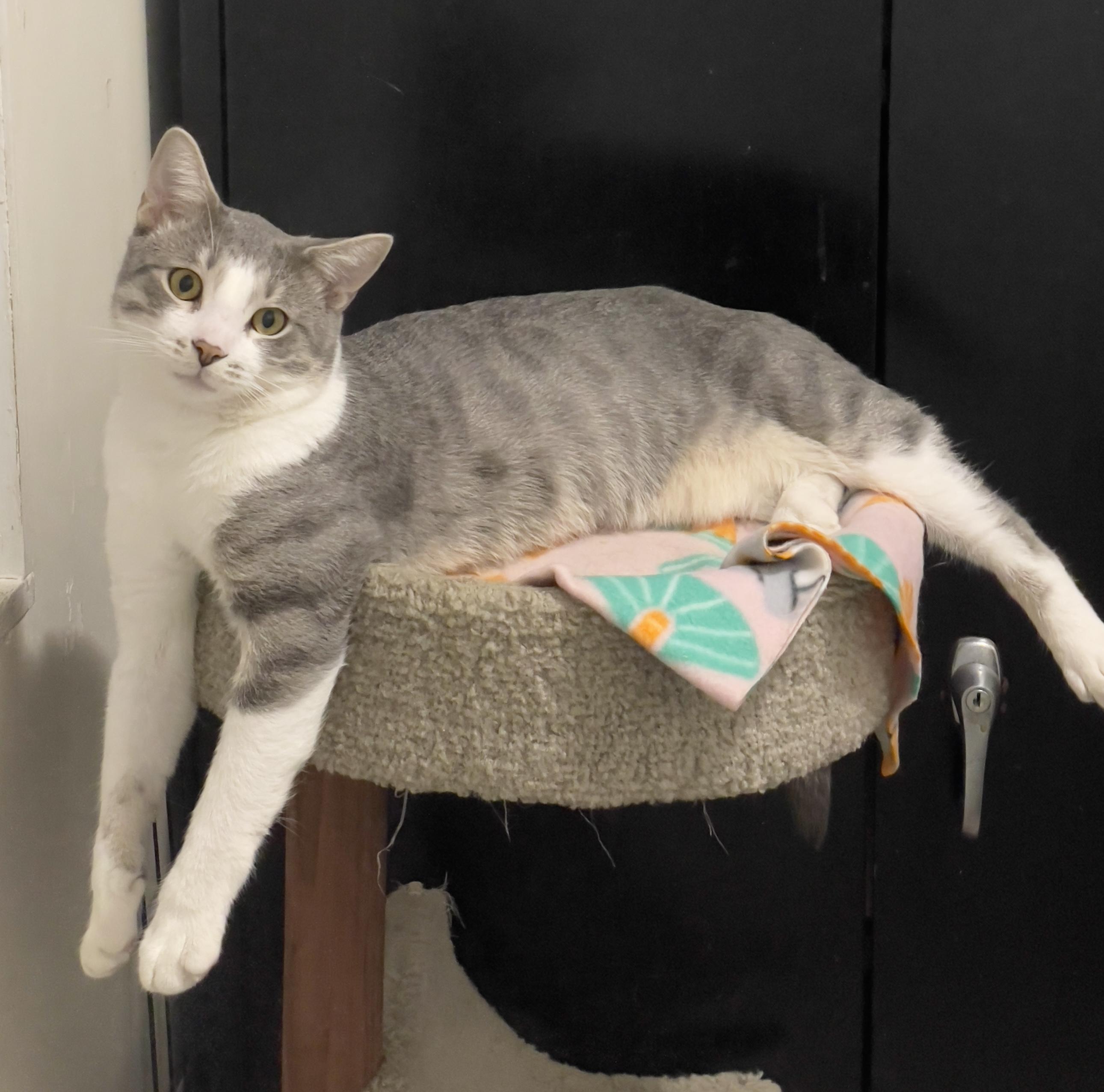 Bogart, Adoptable, Adult Male Domestic Short Hair.