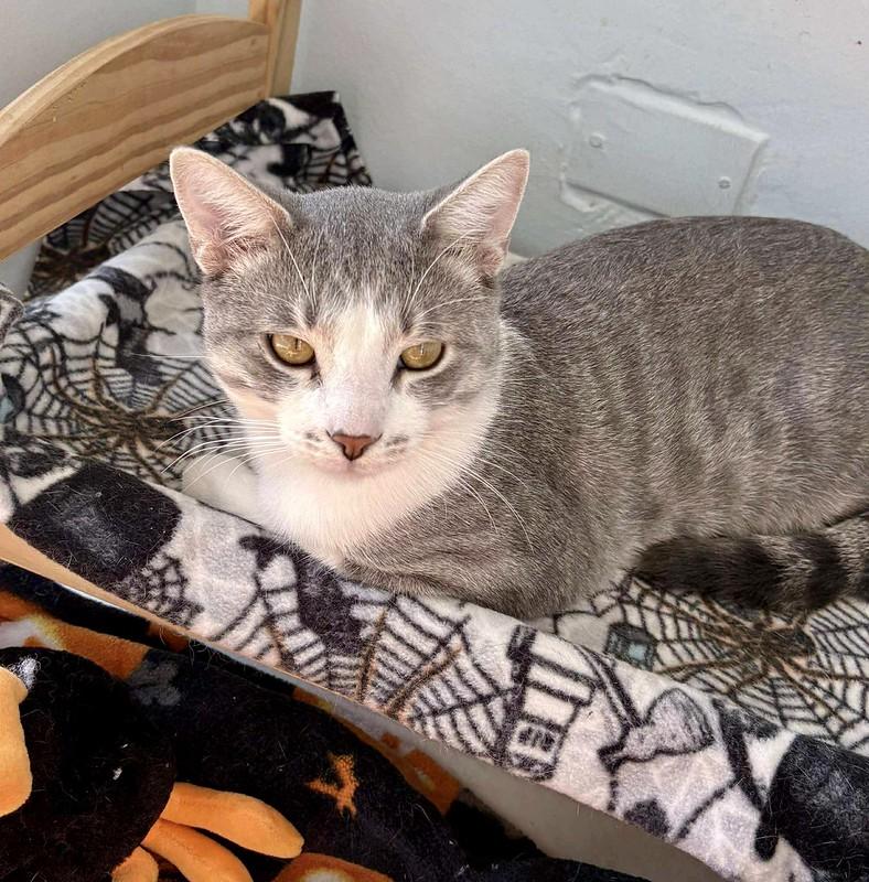 Bogart, Adoptable, Adult Male Domestic Short Hair.