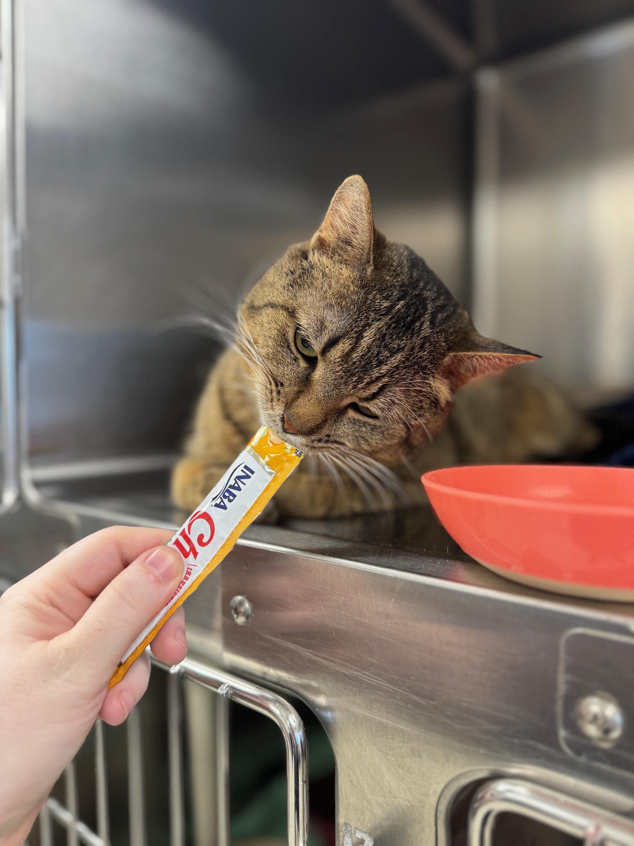 Enlarge Gold Fish, a ADOPTABLE Domestic Short Hair in Benton Harbor, MI image 2/2