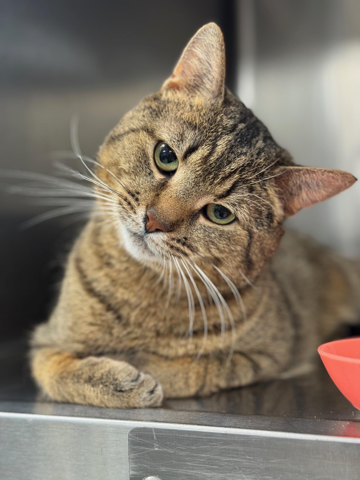 Enlarge Gold Fish, a ADOPTABLE Domestic Short Hair in Benton Harbor, MI image 1/2