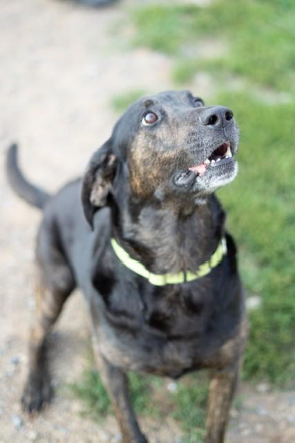 Clyde, adopted, Adult Male Plott Hound.