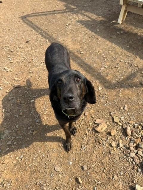 Clyde, a ADOPTABLE Plott Hound in Augusta, WV image 2/3