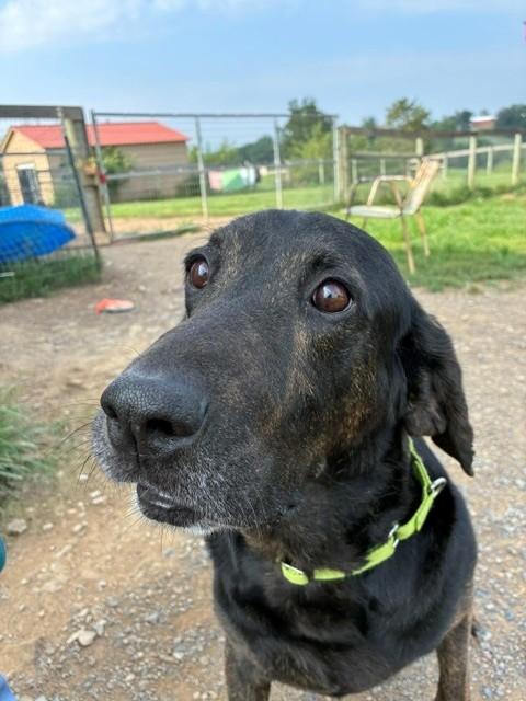 Clyde, a ADOPTABLE Plott Hound in Augusta, WV image 3/3