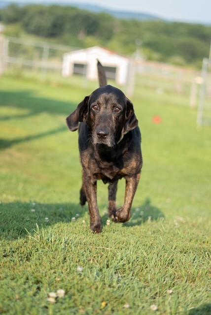 Clyde, an adopted Plott Hound in Augusta, WV image 2/6